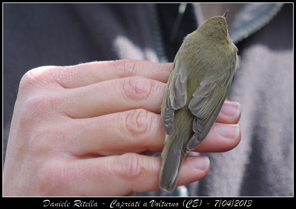 Identificazione uccello 2 (inanellamento in un''oasi)